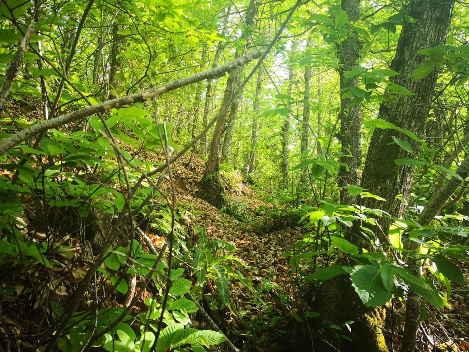 Finca Naturacanaria Moya  المظهر الخارجي الصورة