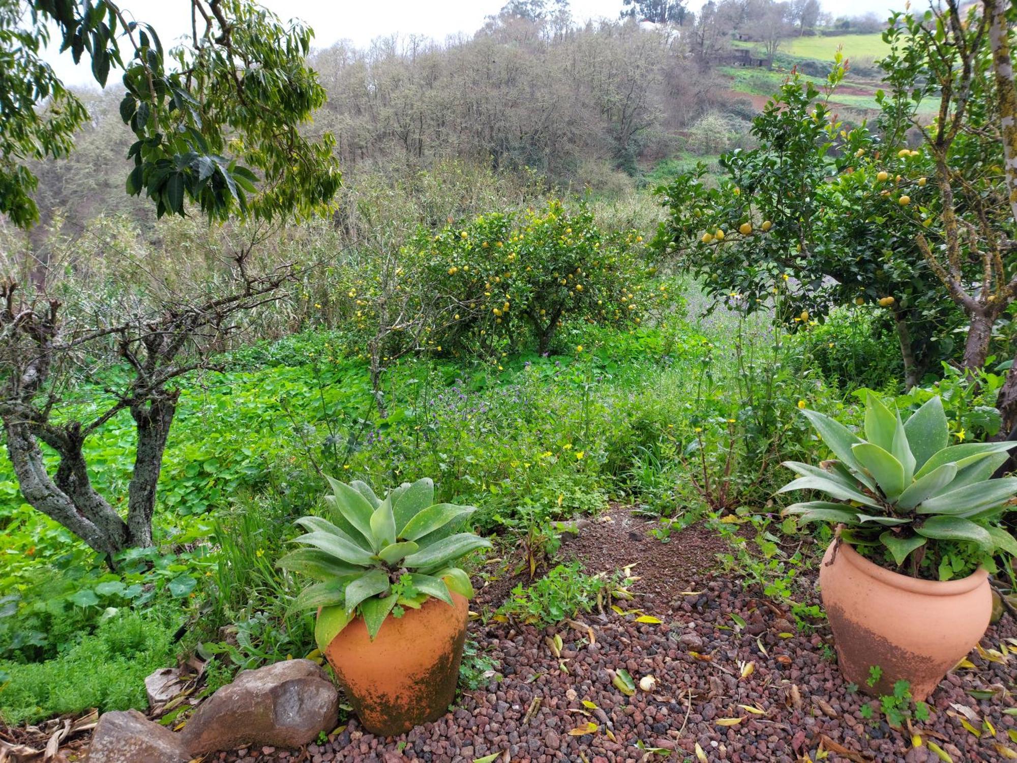 Finca Naturacanaria Moya  المظهر الخارجي الصورة